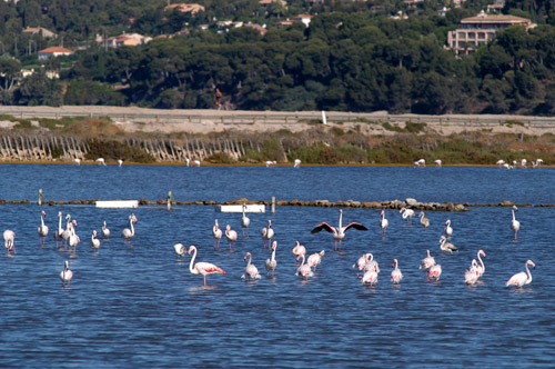 Möte med flamingorna vid saltdammarna